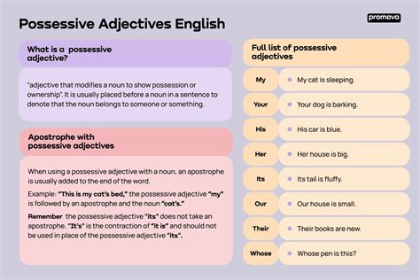 What is a Possessive Adjective | Definition & Examples - Promova