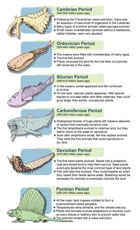 Life During the Paleozoic | CK-12 Foundation | Paleozoic era ...