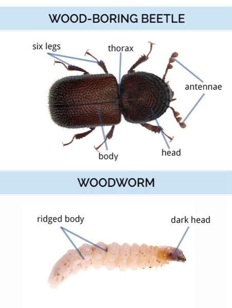 What Do Wood-Boring Beetles Look Like | Wood Bug Identification Guide