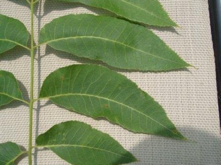 pecan tree leaves identification - Britni Stubbs