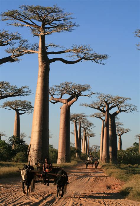 The baobab, a Malagasy tree - Voyage Tourisme Madagascar