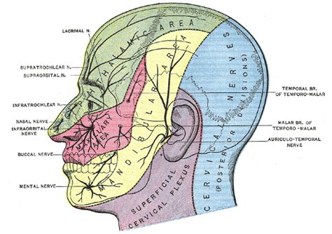 Cervical plexus - Wikipedia