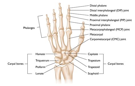 Finger Fractures - OrthoInfo - AAOS