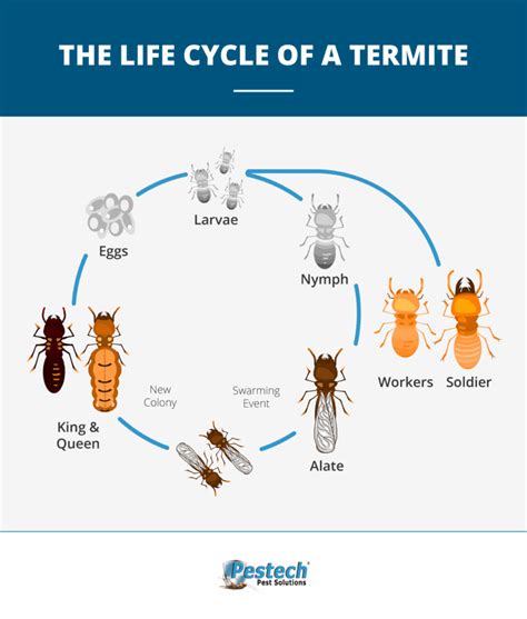 Chapter 2: Termite Life Cycle | Online Guide from Pestech