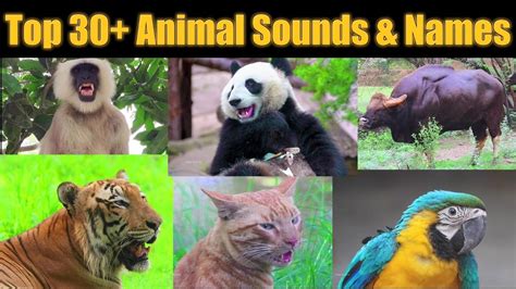 Animals Funny Sounds Effects 🤣 Funny Animal Sounds | Zoo Animals Sounds ...