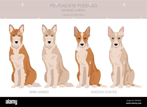 Portuguese Podengo Grande clipart. Different poses, coat colors set ...