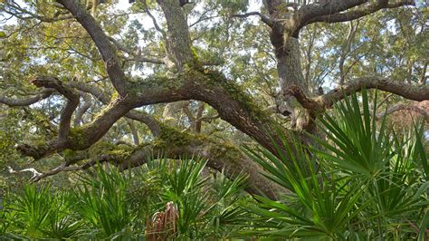 Common Names Of Trees