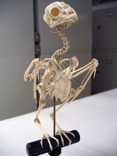 Asio flammeus, Short eared Owl mounted skeleton Smithsonian Institution ...