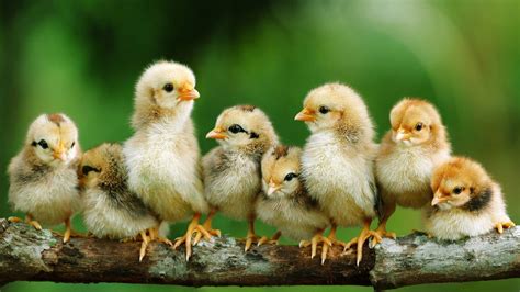 Chickens Wallpapers - Wallpaper Cave