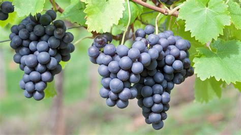 Grape Vine Images