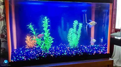 What Colour Gravel For Fish Tank [Aquarium Gravel Colors]