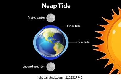 12+ Neap Tide Diagram - AlisterKallen