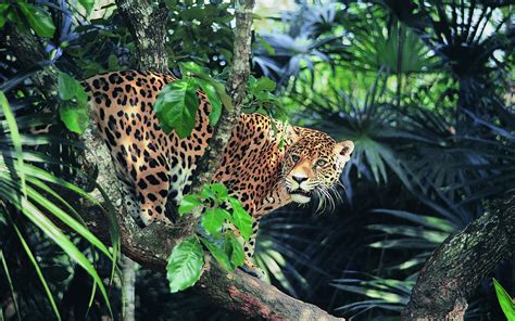 animals, Jaguar, Forest Wallpapers HD / Desktop and Mobile Backgrounds