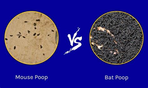 Mouse Poop vs Bat Poop: What Are 8 Key Differences? - AZ Animals