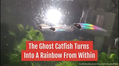 The Ghost Catfish Turns Into A Rainbow From Within - YouTube