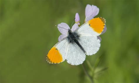 Orange-tip | Butterfly Conservation