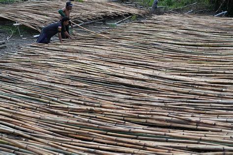 Kayu Rotan Dari Buton Utara Dipasarkan Hingga ke Surabaya