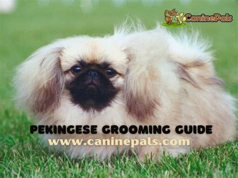 Pekingese Grooming Styles Explained in Detail - Canine Pals