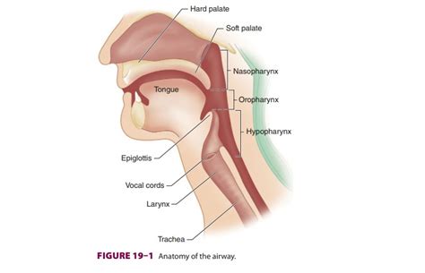 Airway Management: Anatomy