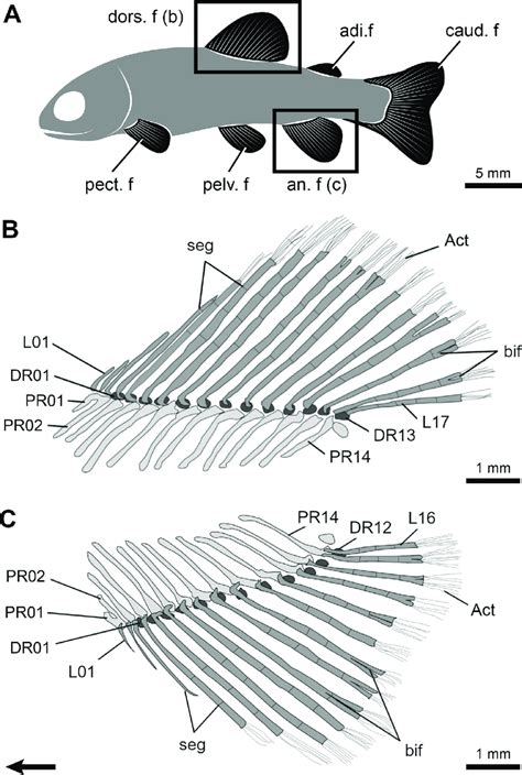 Fin structure and anatomy of the rainbow trout (Oncorhynchus mykiss ...