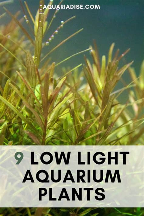 9 Most Useful Low Light Aquarium Plants: Easy-Care and Budget-Friendly