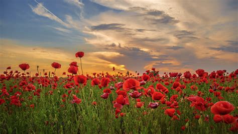 Poppy Flower Wallpapers (76+ images inside)