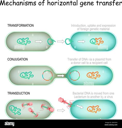 Mechanisms of horizontal gene transfer. conjugation (Transfer of DNA ...