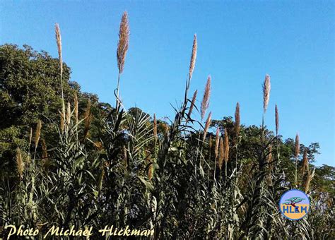 Giant reed Arundo donax is a NEMBA Cat 1b Alien Invasive plant