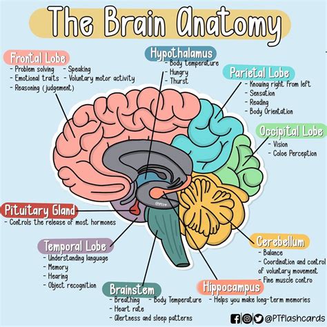 BRAIN ANATOMY Diagram | Quizlet