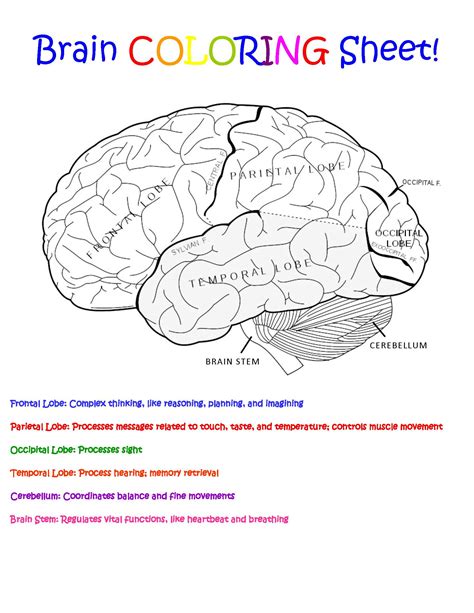 Printable Brain Anatomy Coloring Pages