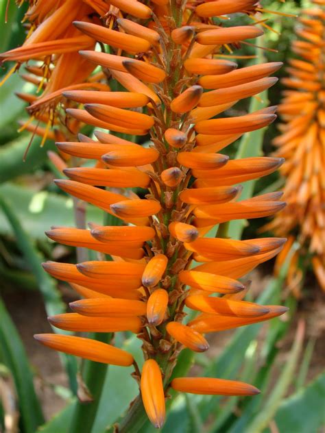 Scottsdale Daily Photo: Beautiful Aloe Vera Flowers