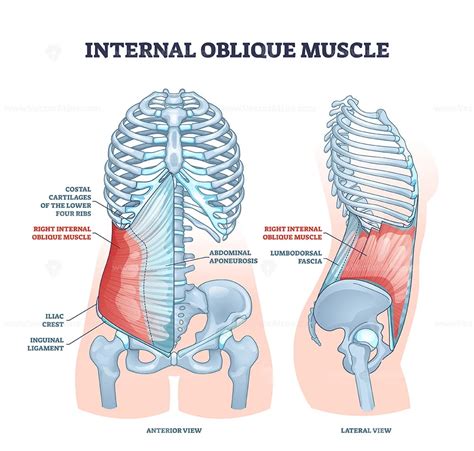 Internal oblique muscle with ribcage muscular system anatomy outline ...