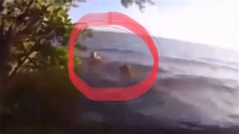 15 Scariest Sightings of Mermaids! | Real mermaids, Mermaids the body ...