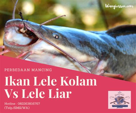 Perbedaan Mancing Ikan Lele di Kolam dengan Ikan Lele Liar | AtmaGo