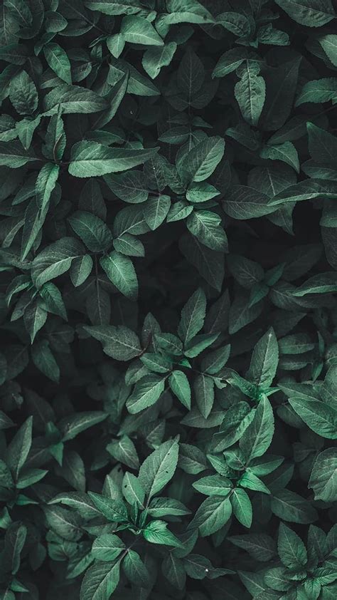 Green Aesthetic Green Aesthetic Leaves Nature, Pastel Green Aesthetic ...