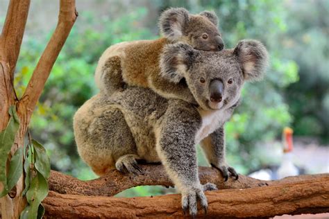 Koalas 'Functionally Extinct' in Australia with Just 80,000 Estimated ...