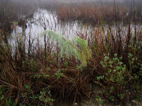 Baytown Nature Center Hike 12-18-2008 - Baytown, Texas