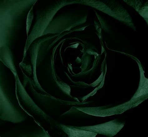 Dark Green Rose | Dark green aesthetic, Slytherin aesthetic, Green ...