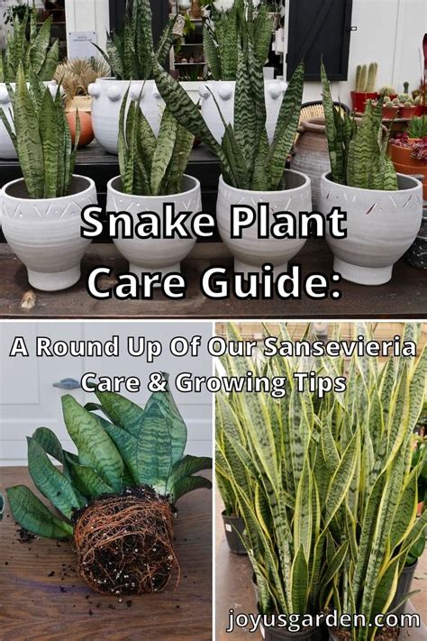 Sansevieria (Snake Plant) Care Guide | Joy Us Garden