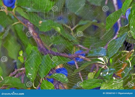 Spider orb web stock image. Image of morning, light, insect - 28568163