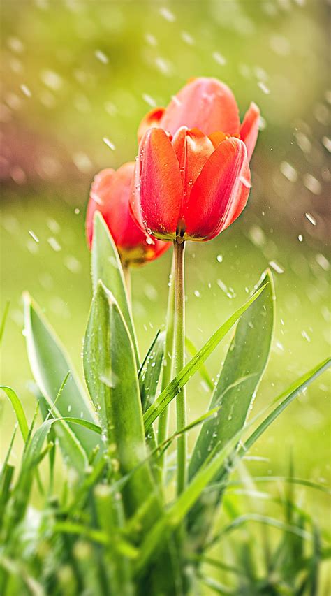 97 Wallpaper Hd For Mobile Tulip Pics - MyWeb