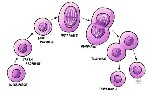 Mitotic figure -Pathology dictionary - MyPathologyReport.ca