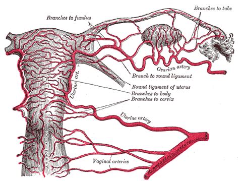 Fundus (uterus) - wikidoc