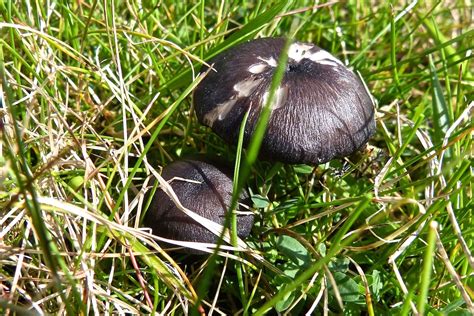 A Kilchoan Diary: A Concentration of Toadstools