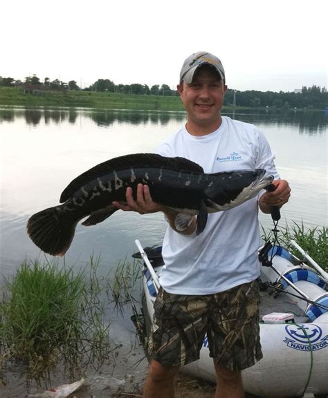 Largest Giant Snakehead So Far - Member's Album - Illinois Smallmouth ...