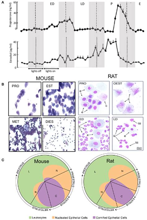 Frontiers | Effect of Estrous Cycle on Behavior of Females in Rodent ...