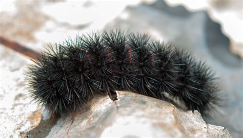 Black Caterpillars: An Identification Guide to Common Species | Owlcation