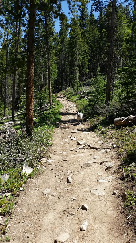 Breckenridge Early Summer Hiking Trails - Breckenridge, Colorado