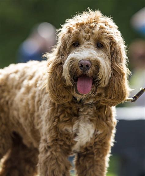 Cockapoo - Pros and Cons of the Cocker Spaniel Poodle Mix