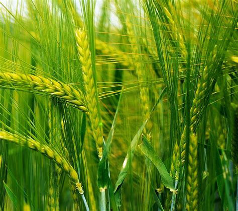 Cosecha de trigo, verde, naturaleza, vista, Fondo de pantalla HD ...